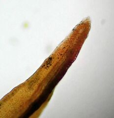 Vinealobryum vineale