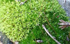 Vinealobryum vineale