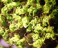 Vinealobryum vineale