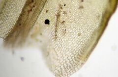 Vinealobryum vineale