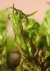 Vinealobryum vineale