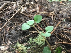 Nertera dichondrifolia