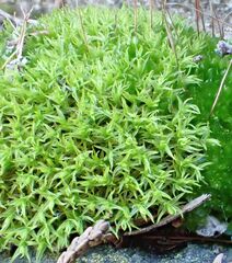 Vinealobryum vineale