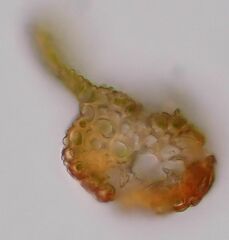 Vinealobryum vineale