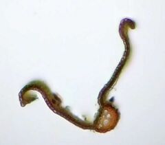 Vinealobryum vineale