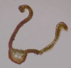 Vinealobryum vineale