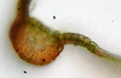 Vinealobryum vineale