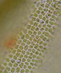 Vinealobryum vineale