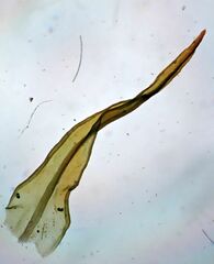 Vinealobryum vineale