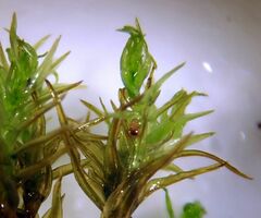 Vinealobryum vineale