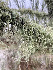 Ramalina stenospora