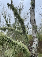 Ramalina stenospora