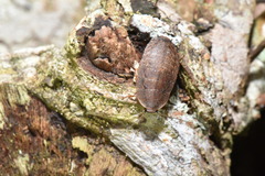 Opisthoplatia orientalis