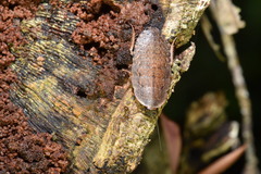 Opisthoplatia orientalis