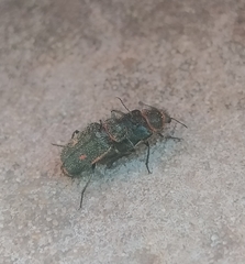 Astylus cyanerythrus