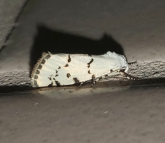Grotella binda