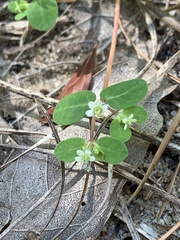 Euphorbia cordifolia