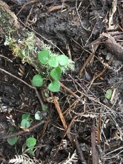 Nertera dichondrifolia