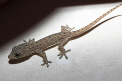 Hemidactylus
