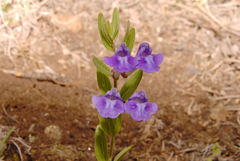 Scutellaria brittonii