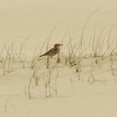 Geositta cunicularia