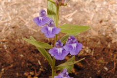 Scutellaria brittonii
