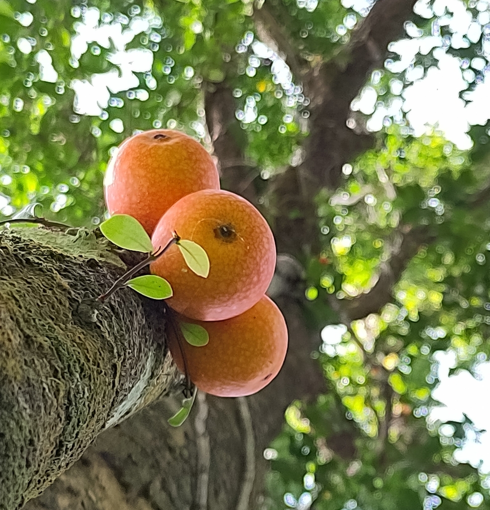 Ficus punctata (Ficus punctata)