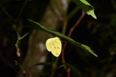Eurema andersoni
