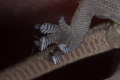 Hemidactylus