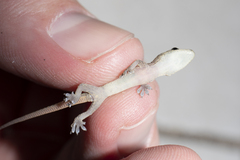 Hemidactylus