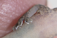 Hemidactylus