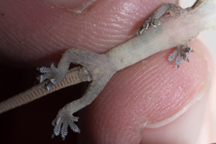 Hemidactylus