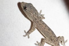 Hemidactylus