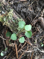 Nertera dichondrifolia