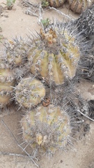 Copiapoa echinoides