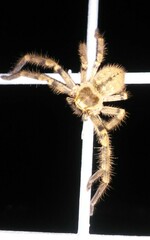 Polybetes pythagoricus