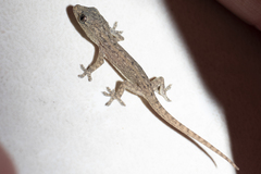 Hemidactylus