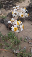 Leucocoryne coronata