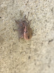 Eurymetopus birabeni