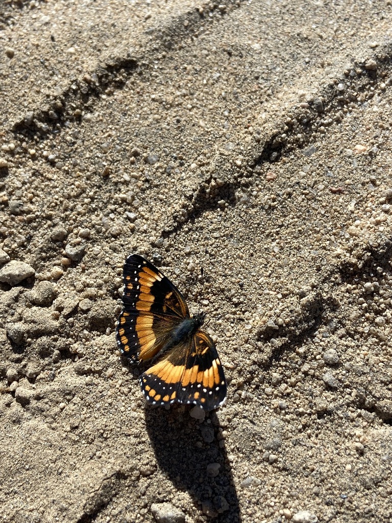 California Patch