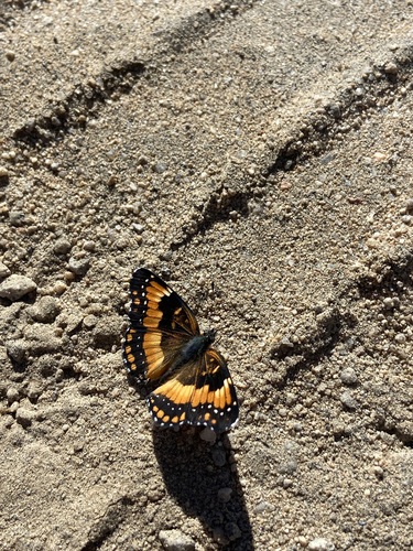 California Patch photo 5