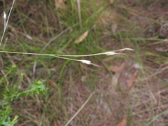 Eriachne pallescens