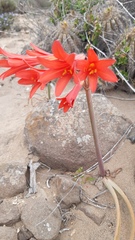 Zephyranthes phycelloides