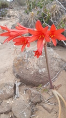 Zephyranthes phycelloides