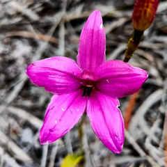 Elythranthera emarginata
