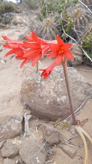 Zephyranthes phycelloides