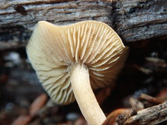 Simocybe centunculus