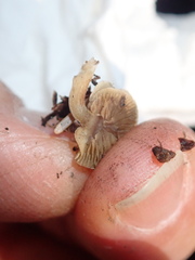 Simocybe centunculus