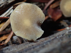 Simocybe centunculus