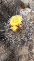 Copiapoa echinoides